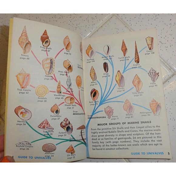 Vintage Seashells of the World Book 1962 A Golden Guide clear Lucite book stand - Picture 8 of 16